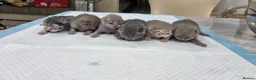British Shorthair cats for sale: Pure British shorthairs (read desc) - Advert 1