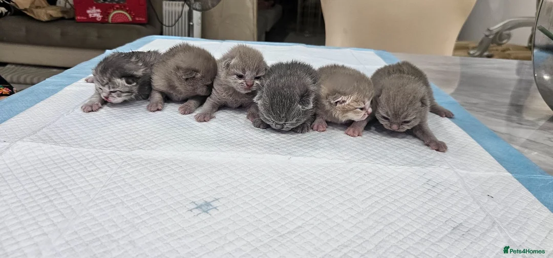British Shorthair cats for sale: Pure British shorthairs (read desc) - Advert 1