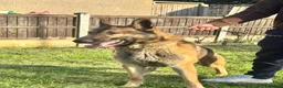 German Shepherd dogs for stud: WORKING LINE STABLE GERMAN SHEPHERD FOR STUD  - Advert 7