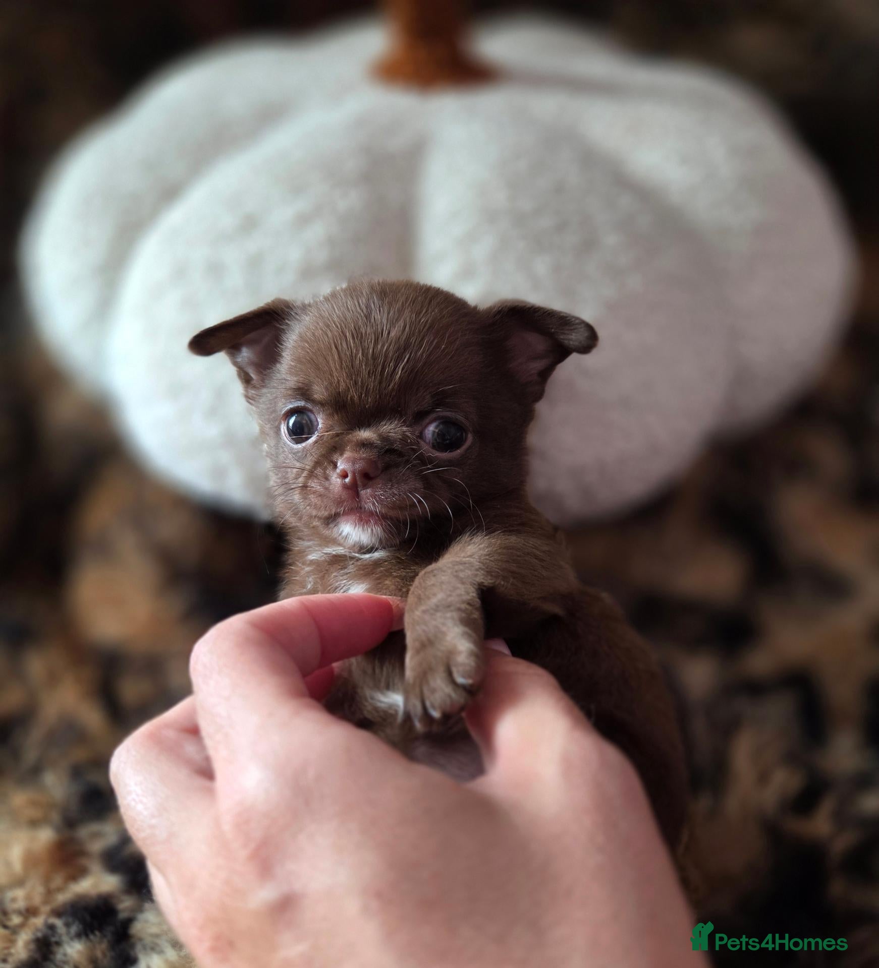 Chihuahua dogs Tiny chihuahua babies  - Advert 1