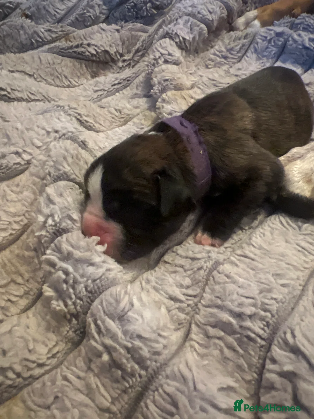 Boxer dogs for sale: Beautiful dark brindle boxer pups  - Advert 8