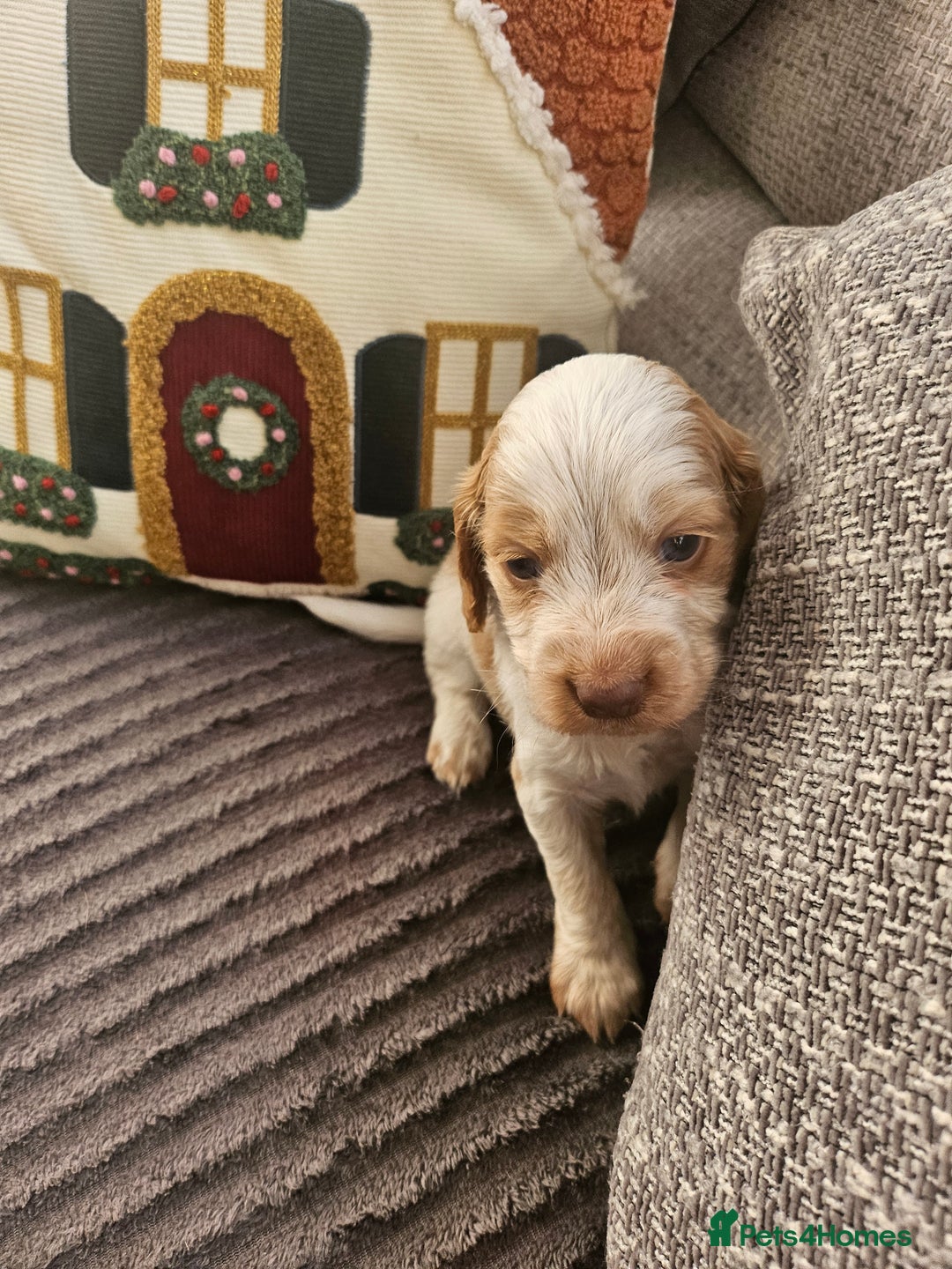 Cockapoo dogs for sale: Female cockerpoos  - Advert 7