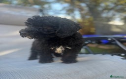 Sheepadoodle dogs for sale: Mini Sheepadoodle reduced **2 remaining  - Image 21