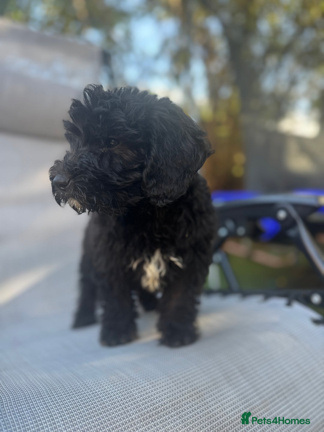 Sheepadoodle dogs for sale: Mini Sheepadoodle reduced **2 remaining  - Image 21