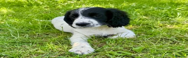 Cocker Spaniel Puppy 2