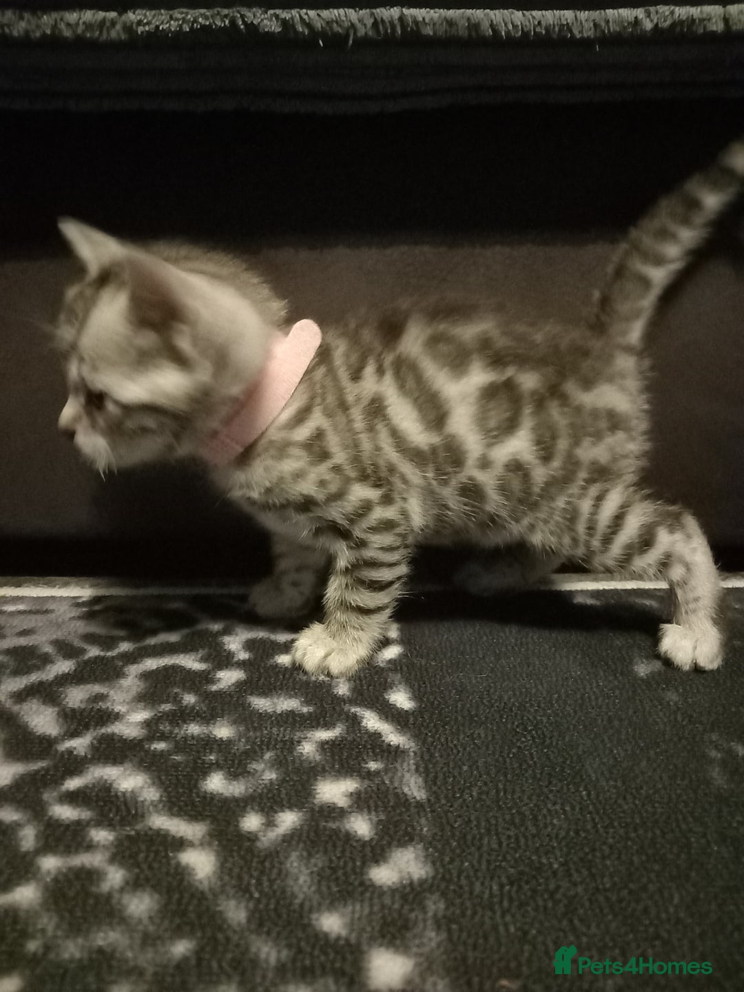 Bengal cats for sale: 5 Beautiful Bengals - Advert 3