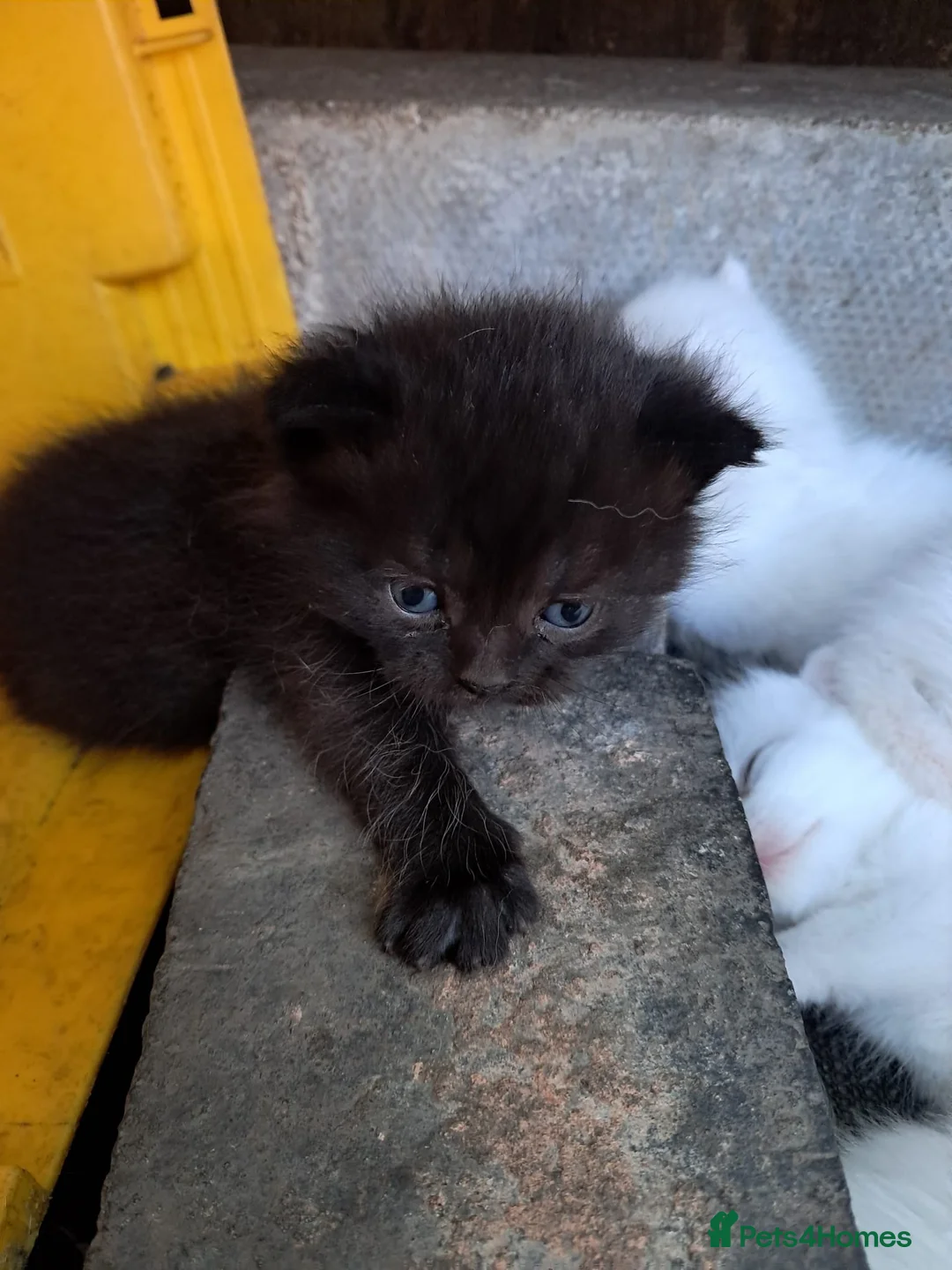 Turkish Van cats for sale: 6 Beautiful Kittens Looking for Loving Homes 🐾 in Birmingham - Advert 2