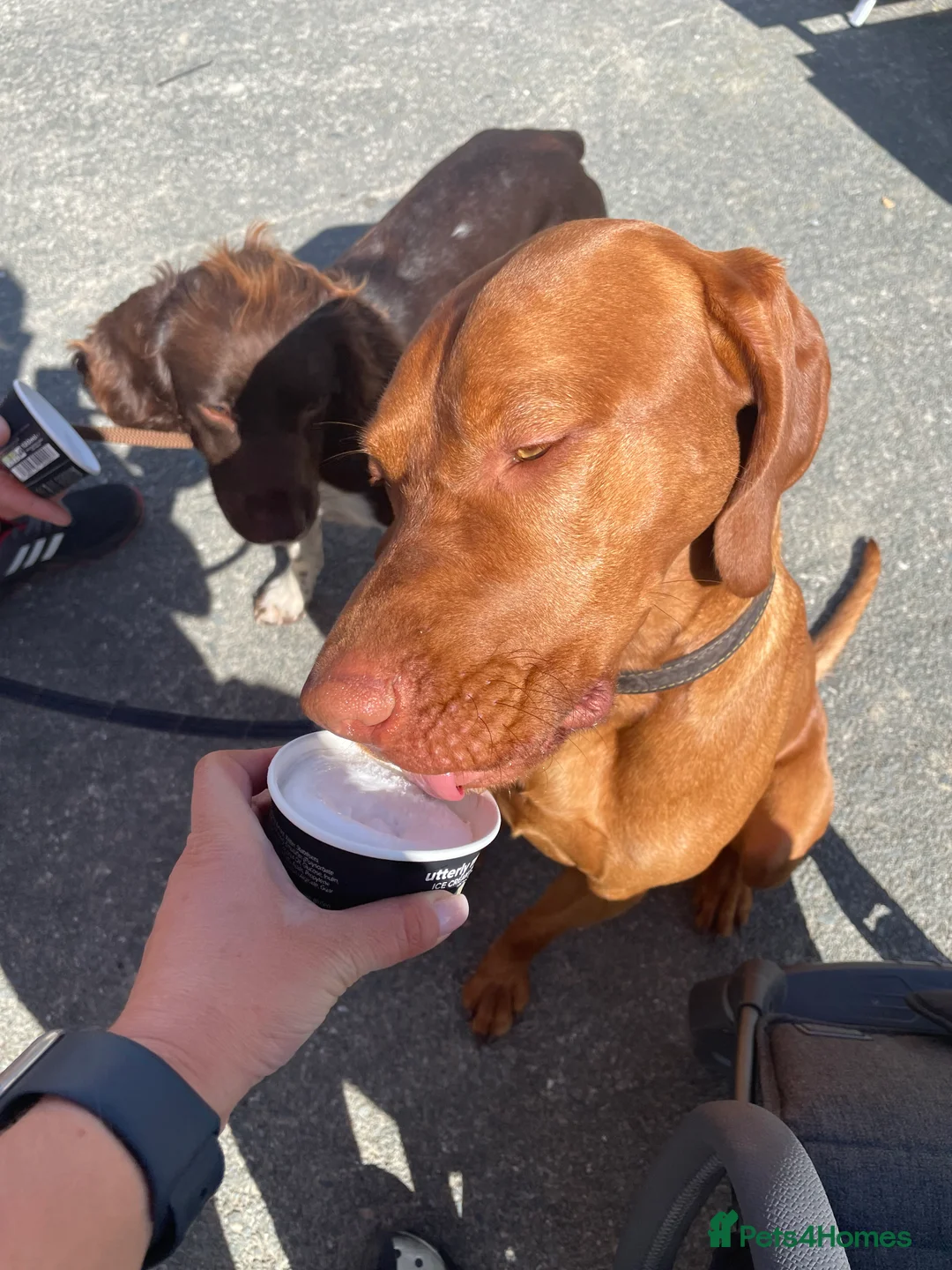 Hungarian Vizsla dogs for stud: Vizsla for stud - Advert 7