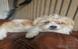 Mixed Breed dogs for sale: Beautiful boys  - Image 2
