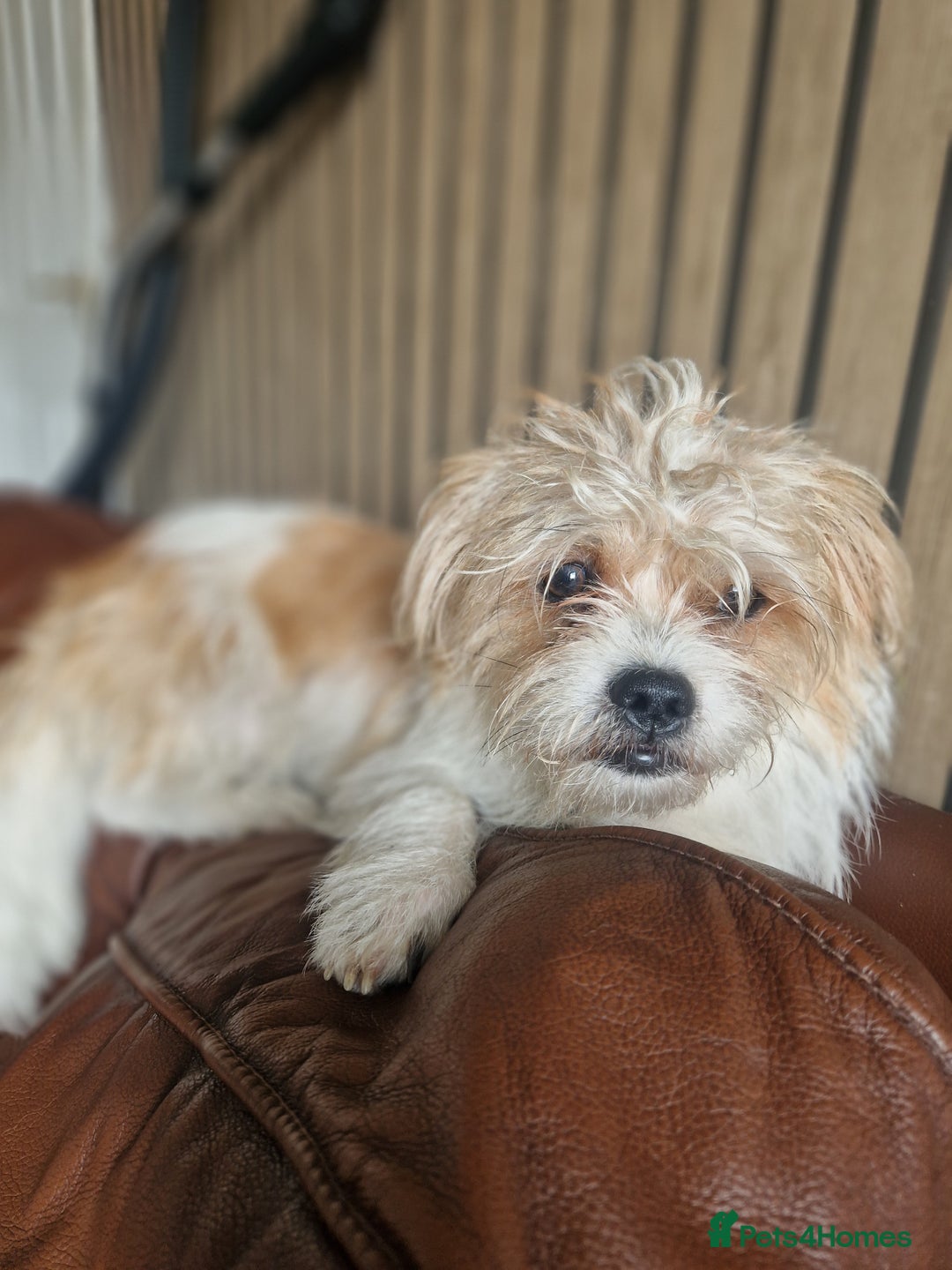 Mixed Breed dogs for sale: Beautiful boys  - Image 2