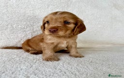 Cocker Spaniel dogs for sale: Show cockers kc registered simbawood lines - Image 18