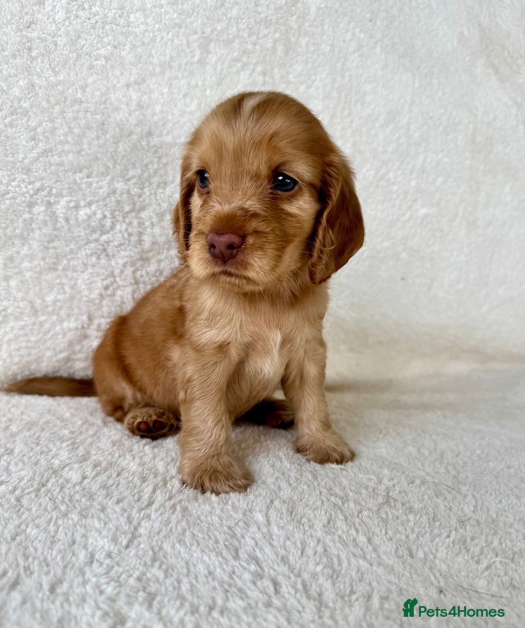 Cocker Spaniel dogs for sale: Show cockers kc registered simbawood lines - Image 18