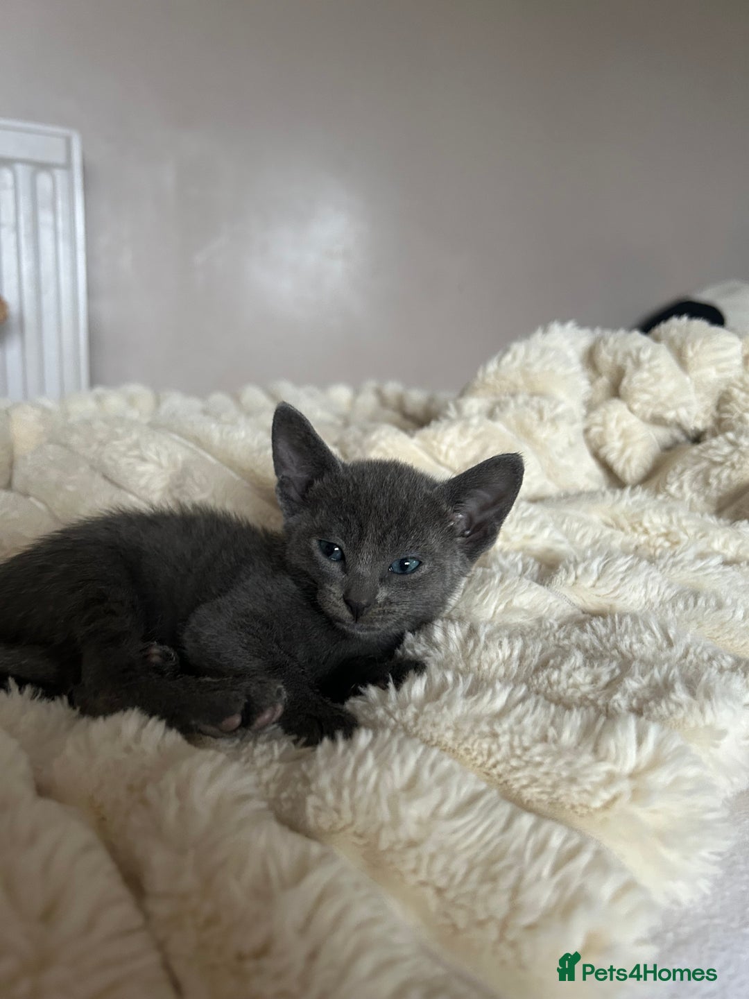 Mixed Breed cats for sale: Oriental cross kittens  - Advert 14