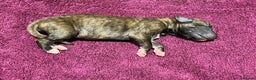 Whippet dogs for sale: Beautiful KC Reg Pedigree Whippet Puppies - Advert 16