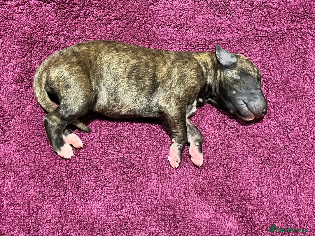 Whippet dogs for sale: Beautiful KC Reg Pedigree Whippet Puppies - Advert 16