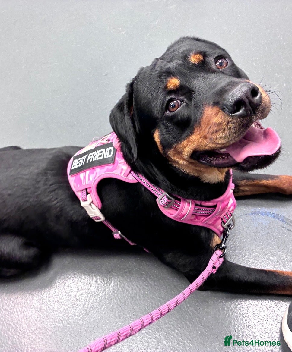 Rottweiler dogs Beautiful  Rottweiler looking forever loving home  - Advert 6