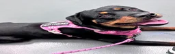 Rottweiler dogs for sale: Beautiful  Rottweiler looking forever loving home  - Advert 1