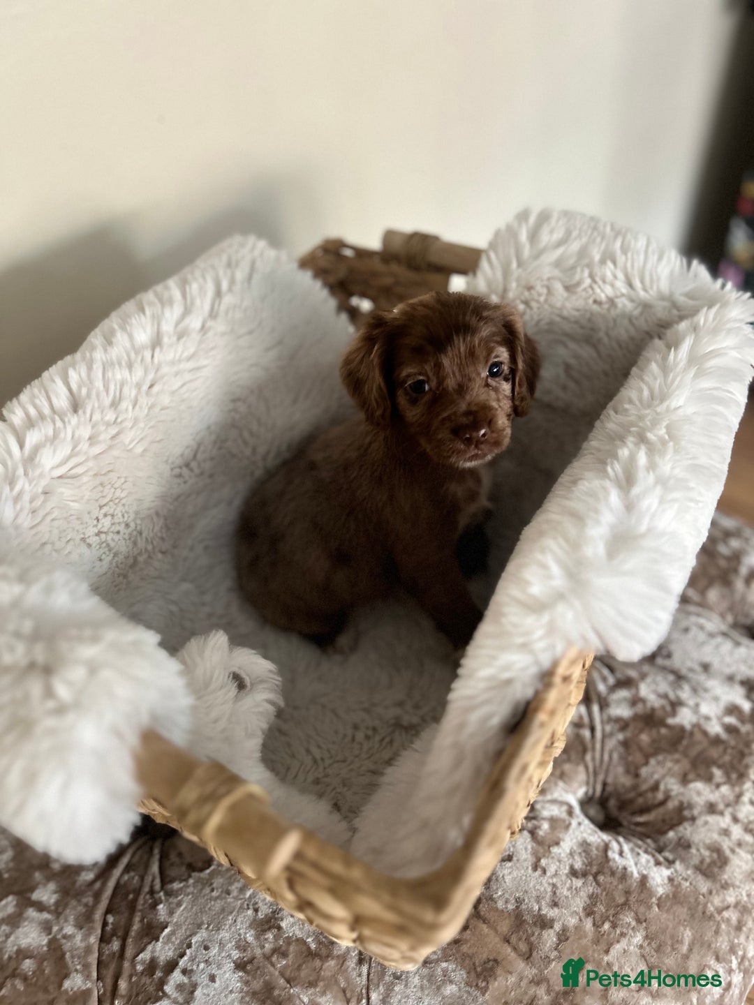 Cocker Spaniel dogs for sale: Merle cocker spaniel puppies  - Advert 6