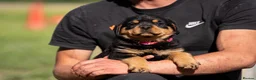 Rottweiler dogs for sale: KC registered Rottweiler Puppies - Advert 4