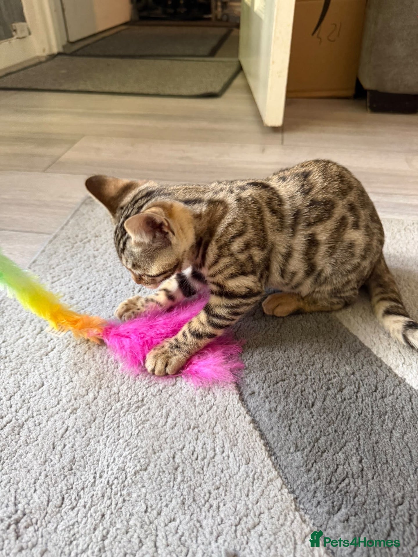 Bengal cats 🐆✨READY Outstanding Registered Bengal cubs  ✨🐆 - Advert 2