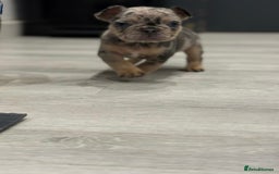 French Bulldog dogs for sale: French bulldog - Image 14