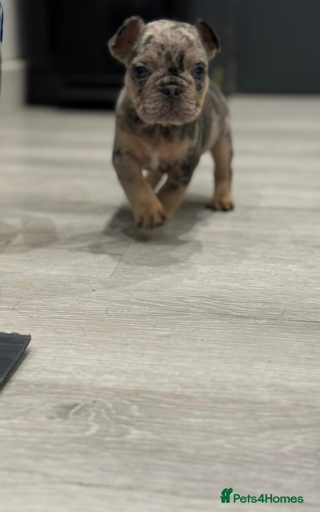 French Bulldog dogs for sale: French bulldog - Image 14