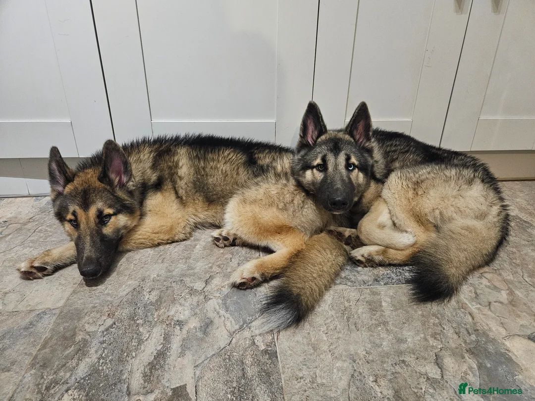 Shepsky dogs for sale: 2 Husky x German Shepherd dogs in Newton Abbot - Advert 1
