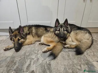Shepsky dogs 2 Husky x German Shepherd dogs - Advert 8