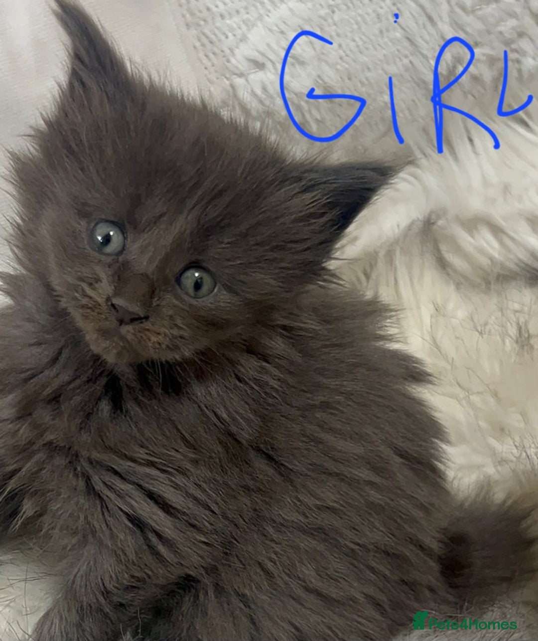 Maine Coon cats for sale: Beautiful Maine coon kittens - Advert 8