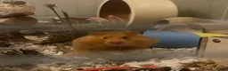 Hamster rodents for sale: female syrian hamster  in Newport Pagnell - Advert 4