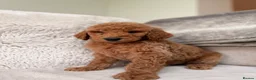 Goldendoodle dogs for sale: Super Quality Doodles  - Advert 23