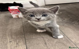 Russian Blue cats for sale: Kitchens  - Image 8