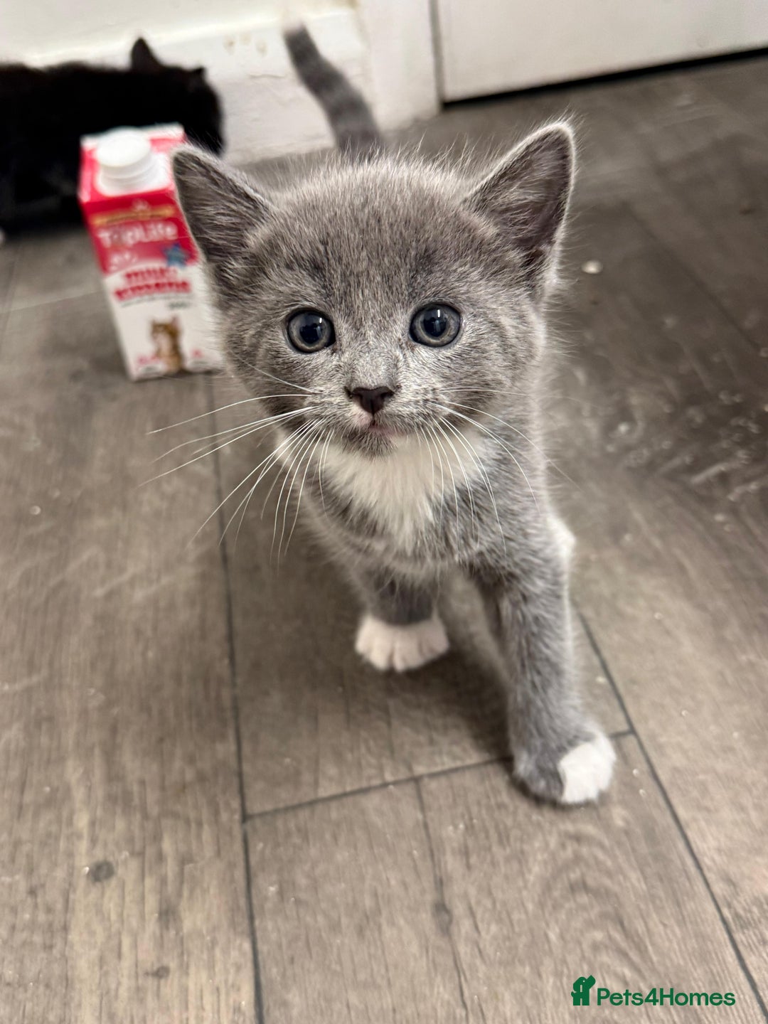 Russian Blue cats for sale: Kitchens  - Image 8