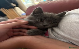 British Shorthair cats for sale: British shorthair  - Image 2