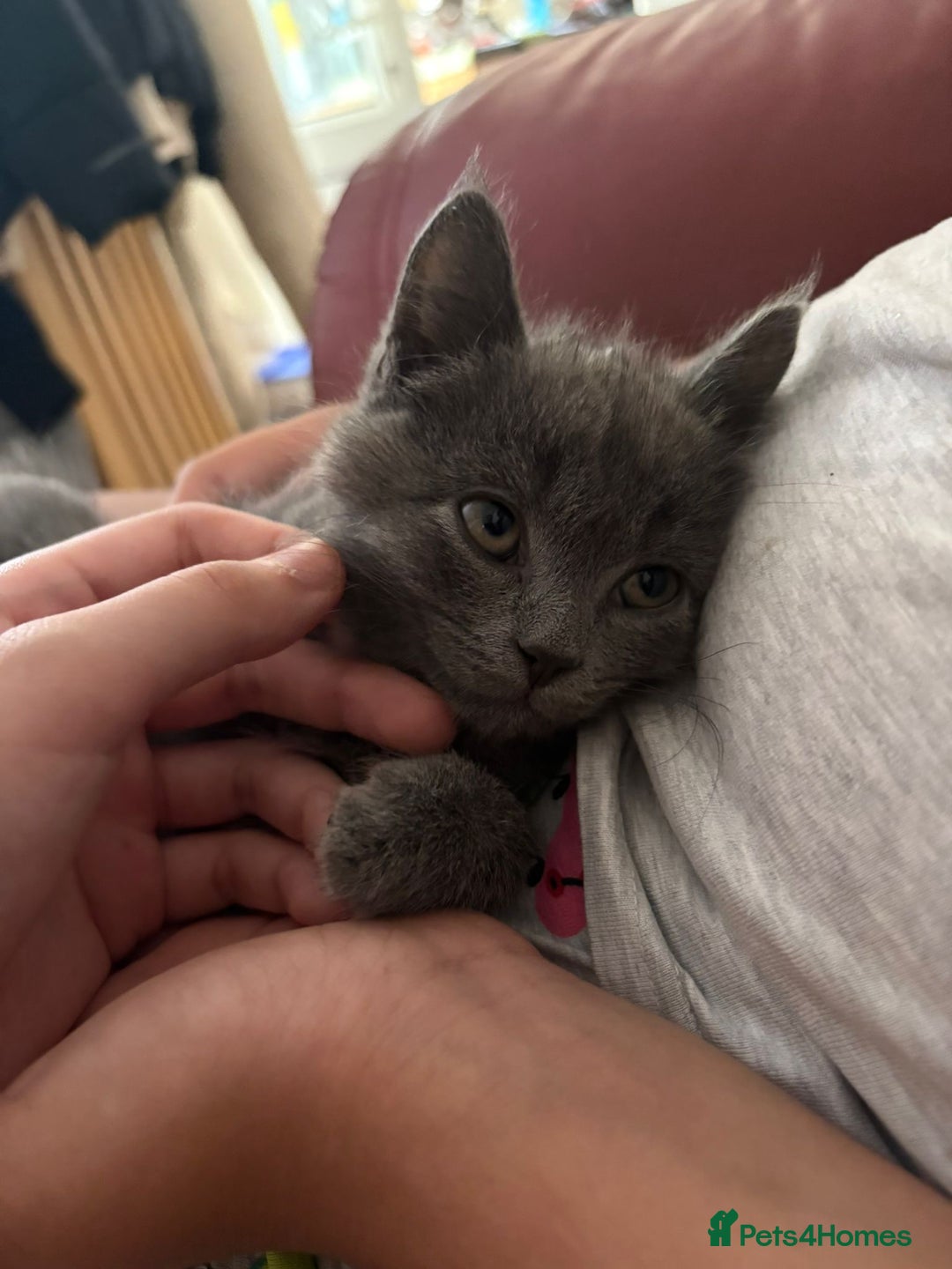 British Shorthair cats for sale: British shorthair  - Image 2