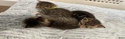 Mixed Breed cats for sale: Beautiful kittens  in Ipswich - Advert 23