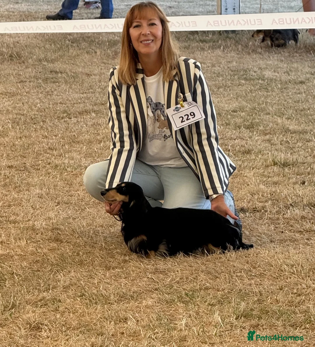 Miniature Dachshund dogs for stud: Longhaired Mini Dachshund Black&Cream Stud  - Advert 2