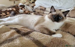 Ragdoll cats for sale: 2x ragdoll boy kittens - Image 1