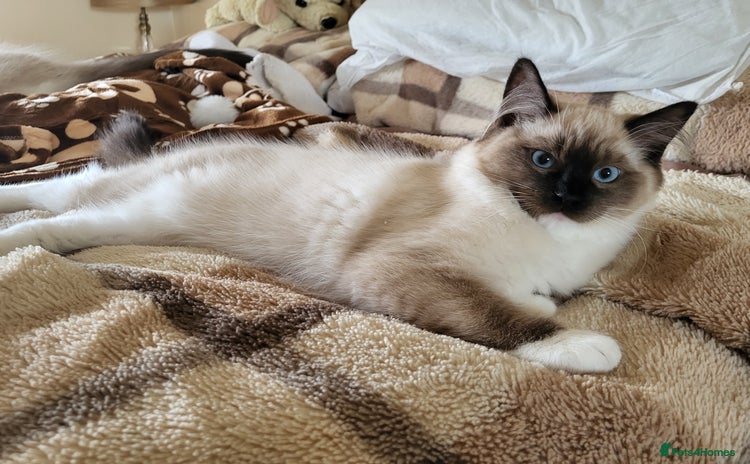 Ragdoll cats - Advert 10