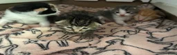 Mixed Breed cats for sale: kittens for sale 4 boys 3 girls ( two sister cats) in Bridgwater - Advert 8