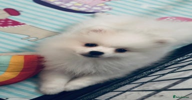 Pomeranian dogs - Advert 14