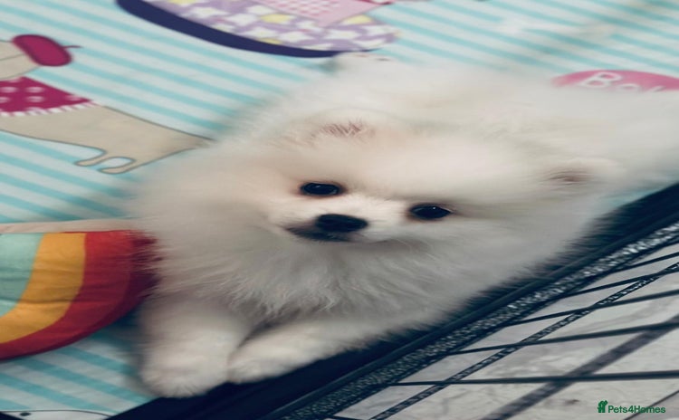 Pomeranian dogs - Advert 1