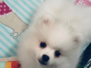 Pomeranian dogs - Advert 4