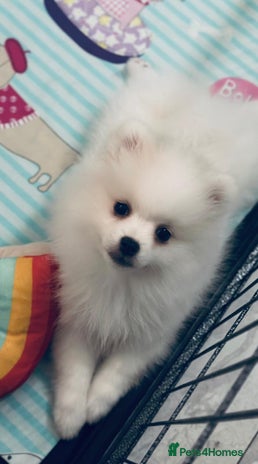 Pomeranian dogs - Advert 1