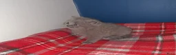 British Shorthair cats for sale: GCCF Male & Female Champion parents  - Advert 5