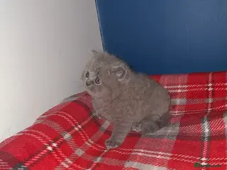 British Shorthair cats GCCF Male & Female Champion parents - Advert 3