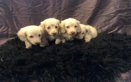 Miniature Dachshund dogs for sale: English Cream miniature dachshund  - Advert 7