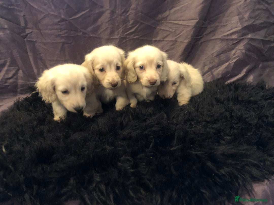 Miniature Dachshund dogs for sale: English Cream miniature dachshund  - Advert 7