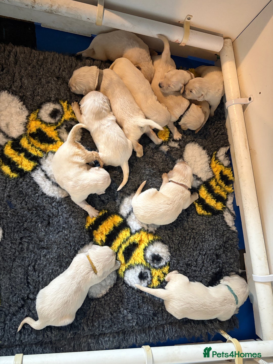 Golden Retriever dogs for sale: Gorgeous KC Registered Goldies. 5 Star Reg.Breeder - Advert 16