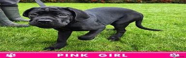 Pink GIRL Reserved 